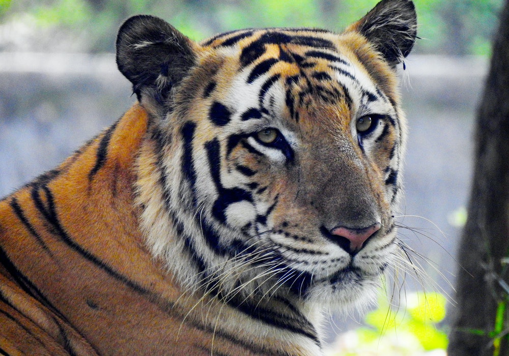 Golden tiger.