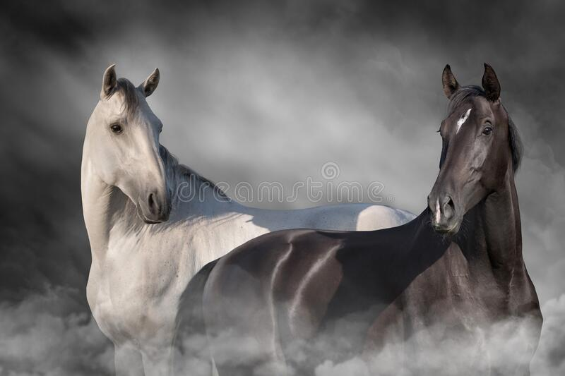 A black and a white colored horse.