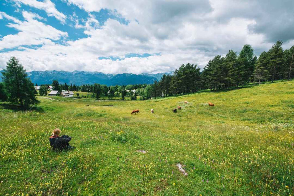 A man rearing his cattle in Dhar.