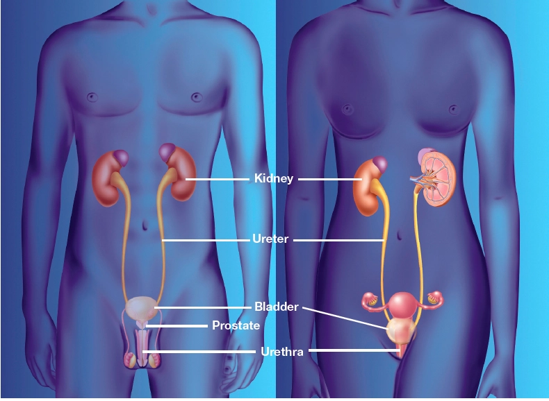 Urinary tract.