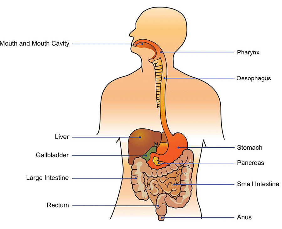 Intestinal system.