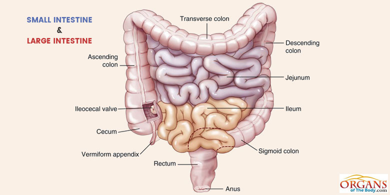 Intestines.