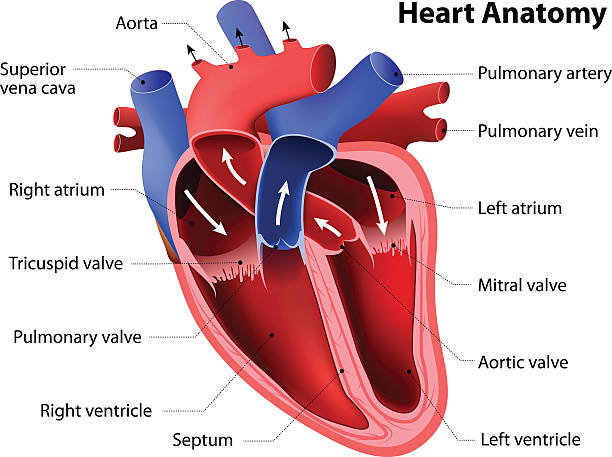 Human heart.