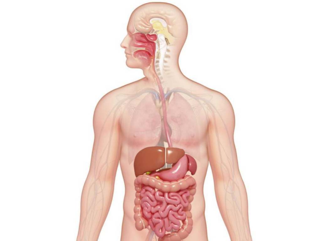 Digestive system.