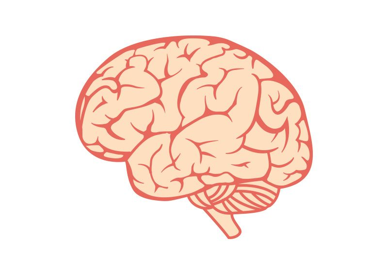 Cerebrum.