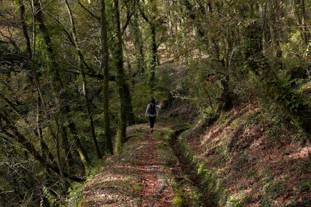 A back view of a woman walking solo in a forest.