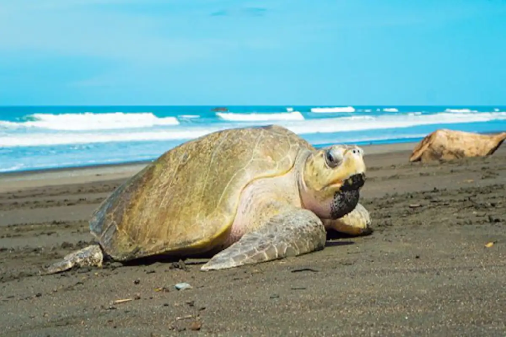 A Tortoise At Vela's Beach.