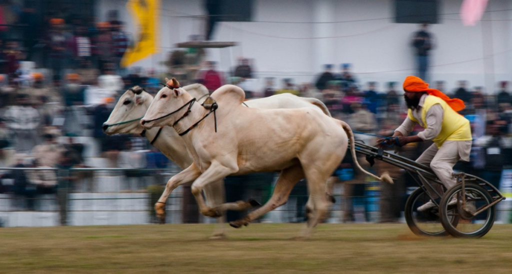 Rural Olympics In Kila Raipur.