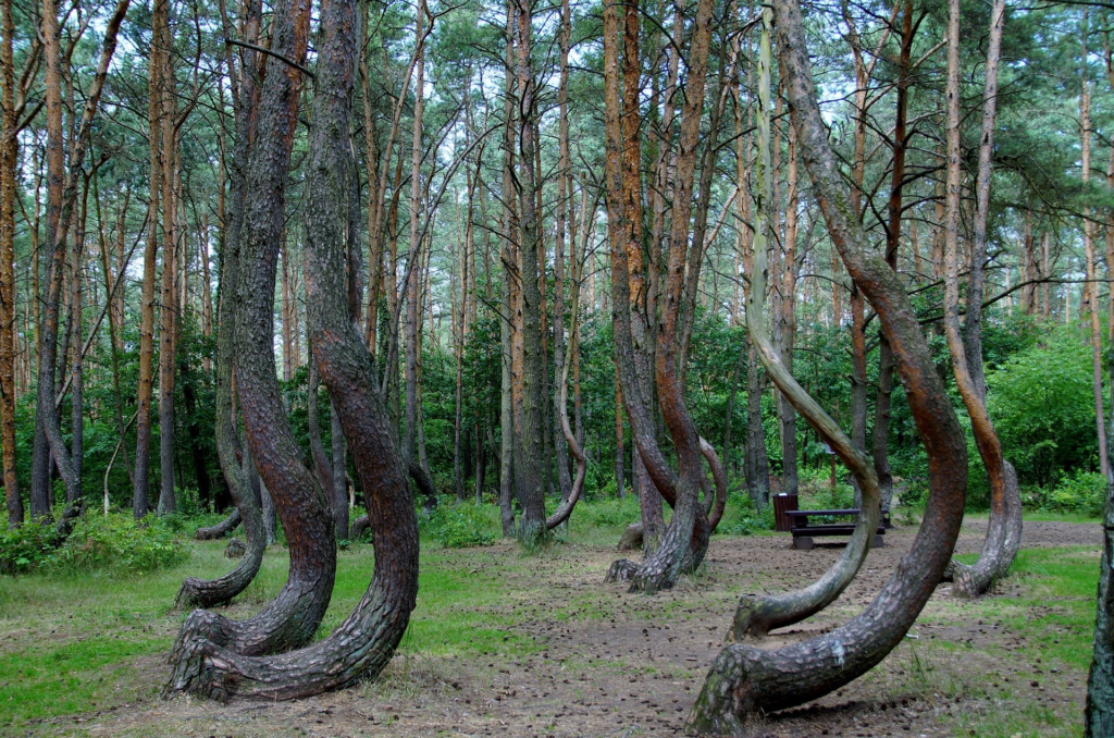 Crooked Forest, Poland.