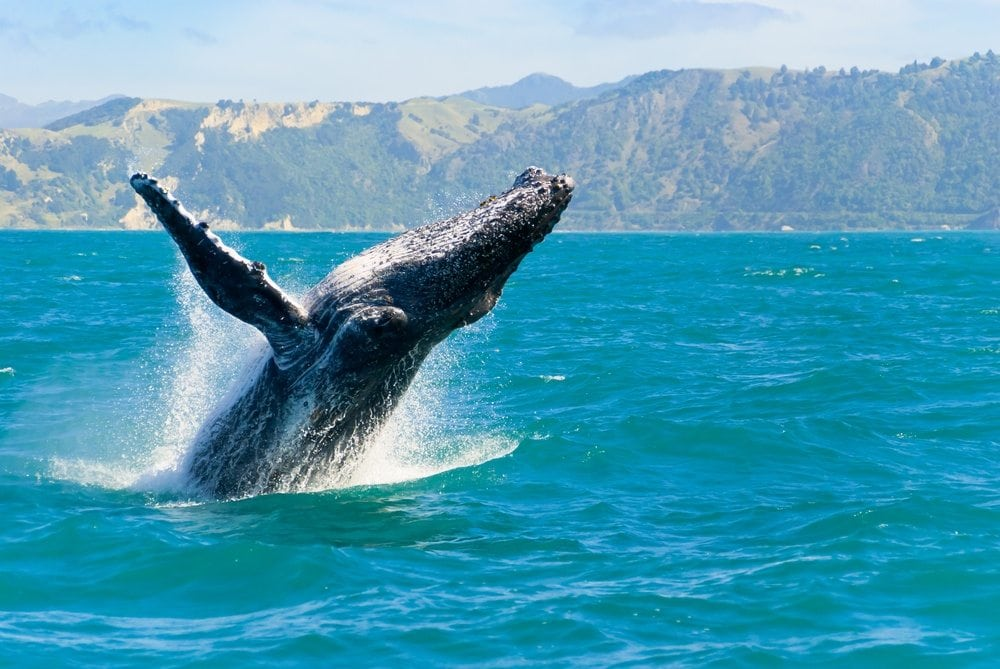 Wild life in Hawaii.