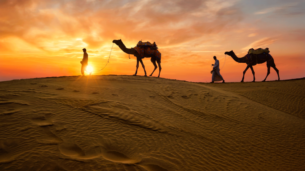 Camels moving along with their owners in Rajasthan.