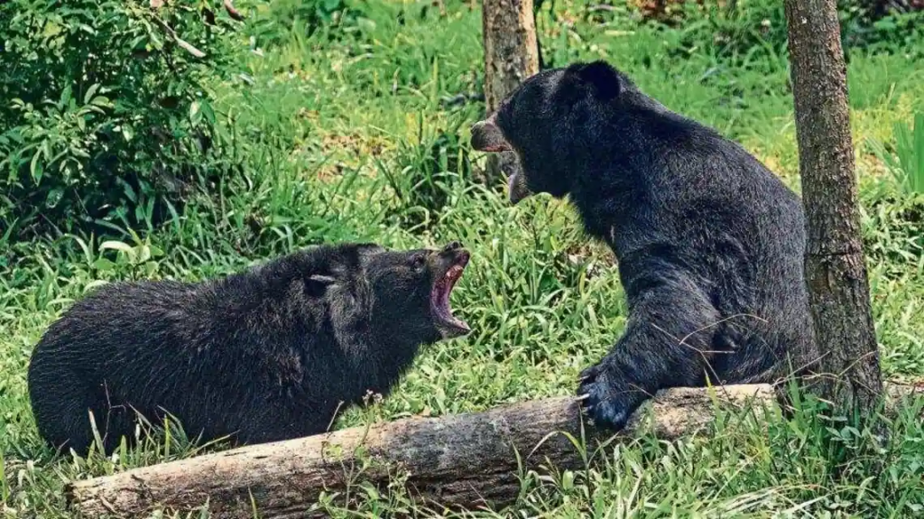 A pair of bear in forested area in Kashmir.