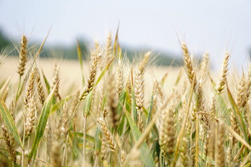 Grains at bloom.